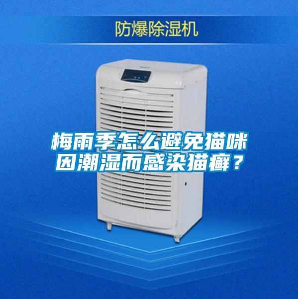 梅雨季怎么避免貓咪因潮濕而感染貓癬?