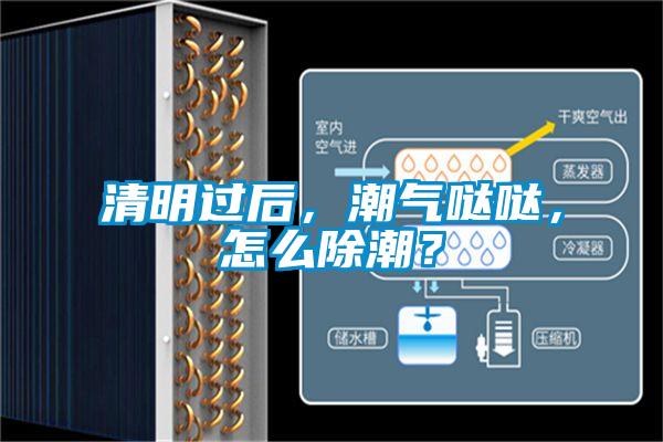 清明過后,潮氣噠噠,怎么除潮?